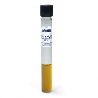 Clostridium butyricum (C. beijerinckii), Living, Tube