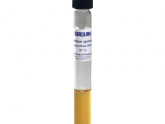 Clostridium sporogenes, Living, Tube