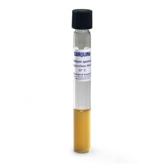 Clostridium sporogenes, Living, Tube