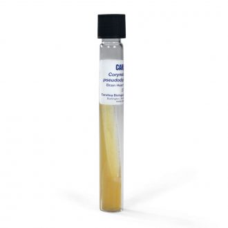 Corynebacterium pseudodiphtheriticum, Living, Tube