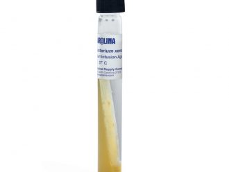 Corynebacterium xerosis, Living, Tube
