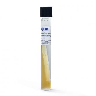 Corynebacterium xerosis, Living, Tube