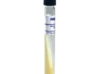 Enterobacter aerogenes, Living, Nutrient Agar, Slant