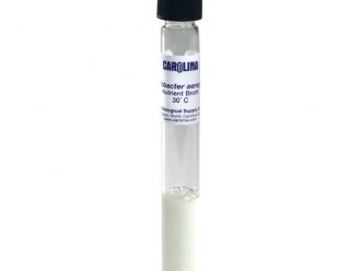 Enterobacter aerogenes, Living, Nutrient Broth, Tube