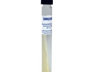 Escherichia coli, Living, Tube