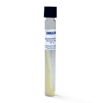 Escherichia coli, Living, Tube