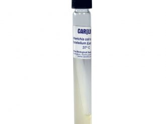 Escherichia coli, Nonmucoid, Living, Tube