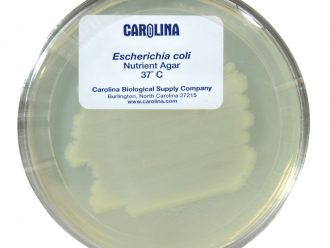 Escherichia coli, K-12 Strain, Living, Plate