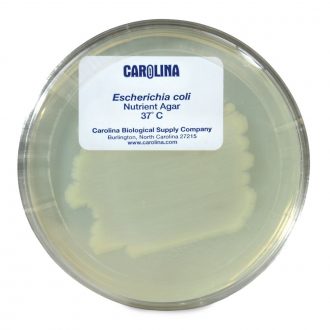 Escherichia coli, K-12 Strain, Living, Plate