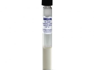 Escherichia coli, K-12 Strain, Living, Nutrient Broth, Tube