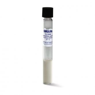 Escherichia coli, K-12 Strain, Living, Nutrient Broth, Tube