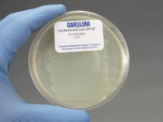 Escherichia coli, OP50, Living, Plate Culture