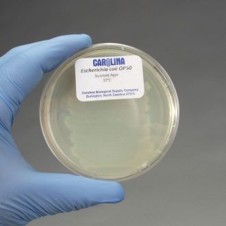 Escherichia coli, OP50, Living, Plate Culture