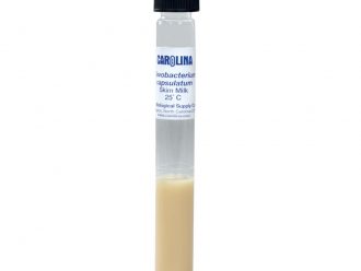 Flavobacterium capsulatum, Living, Tube