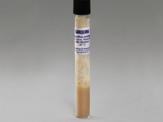 Lactobacillus acidophilus, Living, Tube