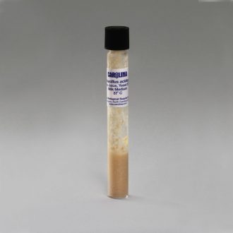 Lactobacillus acidophilus, Living, Tube