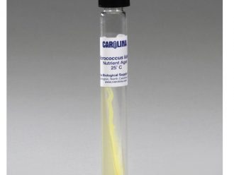 Micrococcus luteus, Living, Nutrient Agar, Slant