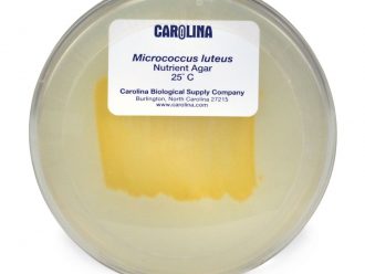 Micrococcus luteus, Living, Plate