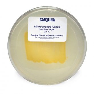 Micrococcus luteus, Living, Plate