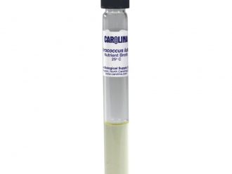 Micrococcus luteus, Living, Nutrient Broth, Tube