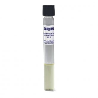 Micrococcus luteus, Living, Nutrient Broth, Tube