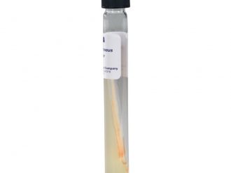Micrococcus roseus, Living, Tube