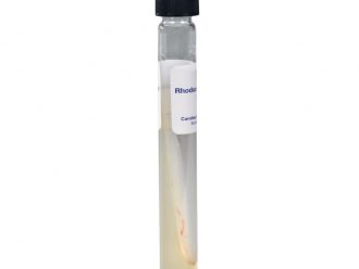 Rhodococcus (Mycobacterium) rhodochrous, Living, Tube
