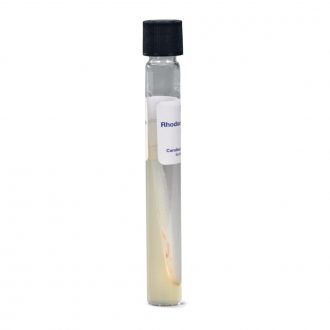 Rhodococcus (Mycobacterium) rhodochrous, Living, Tube