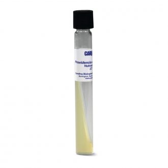 Providencia alcalifaciens, Living, Tube