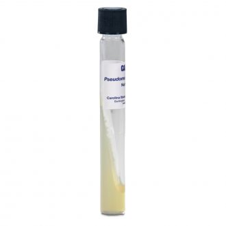 Pseudomonas fluorescens, Living, Tube