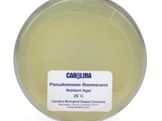 Pseudomonas fluorescens, Living, Plate
