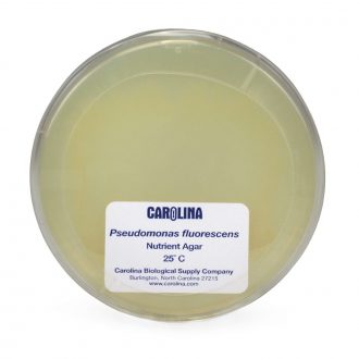 Pseudomonas fluorescens, Living, Plate