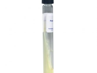 Pseudomonas putida, Living, Tube