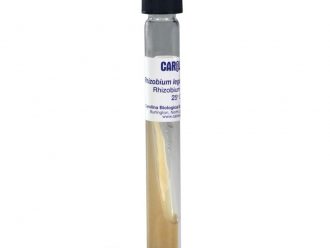 Rhizobium leguminosarum, Living, Tube