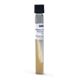 Rhizobium leguminosarum, Living, Tube