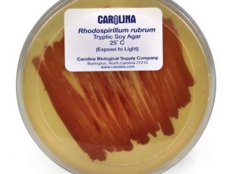 Rhodospirillum rubrum, Living, Plate