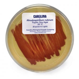 Rhodospirillum rubrum, Living, Plate