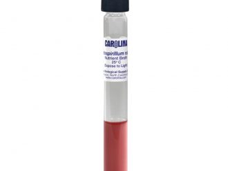 Rhodospirillum rubrum, Living, Nutrient Broth, Tube