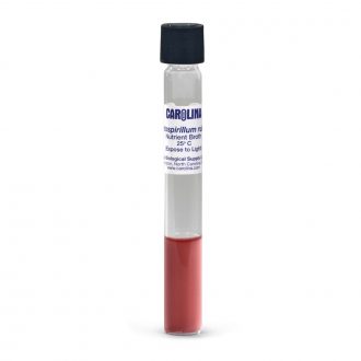 Rhodospirillum rubrum, Living, Nutrient Broth, Tube