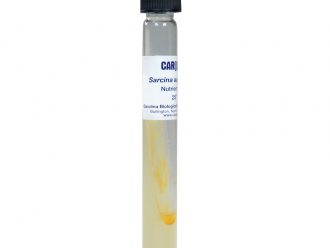 Sarcina aurantiaca, Living, Tube