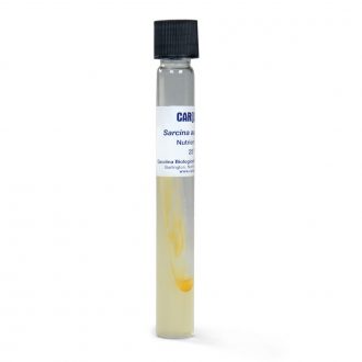Sarcina aurantiaca, Living, Tube