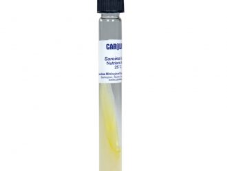 Sarcina lutea, Living, Tube