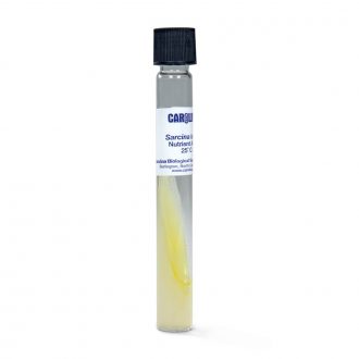 Sarcina lutea, Living, Tube
