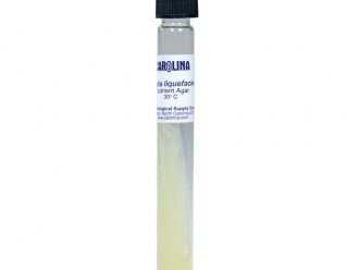 Serratia liquefaciens, Living, Tube