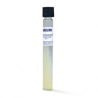 Serratia liquefaciens, Living, Tube