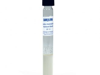 Serratia marcescens, Living, Nutrient Broth, Tube