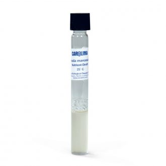 Serratia marcescens, Living, Nutrient Broth, Tube