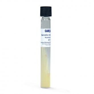 Serratia marcescens, Living, Nutrient Agar, Tube