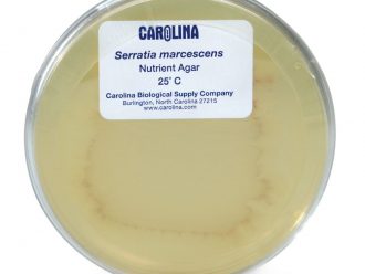 Serratia marcescens, Living, Plate