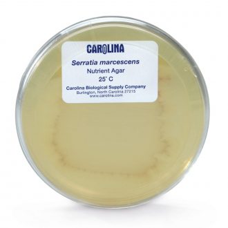 Serratia marcescens, Living, Plate